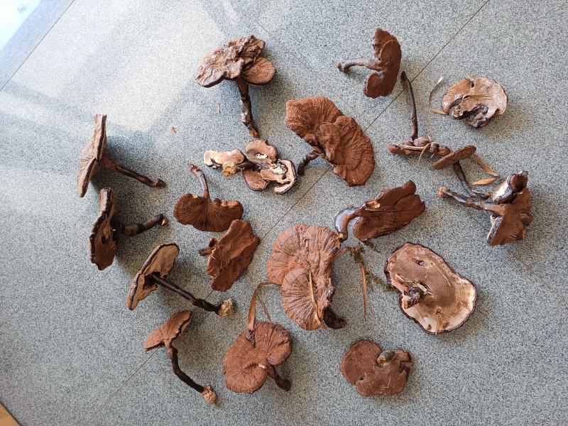 江西高山灵芝林下紫灵芝仿野生种植黑灵芝