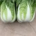 黄心白菜无虫眼无腐烂