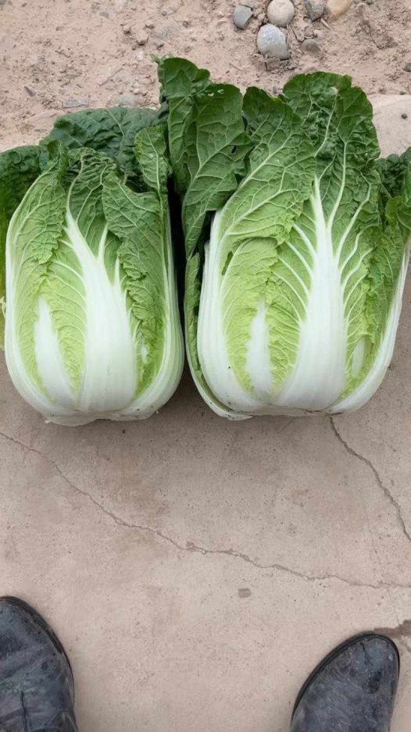 黄心白菜无虫眼无腐烂