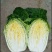 黄心白菜无虫眼无腐烂