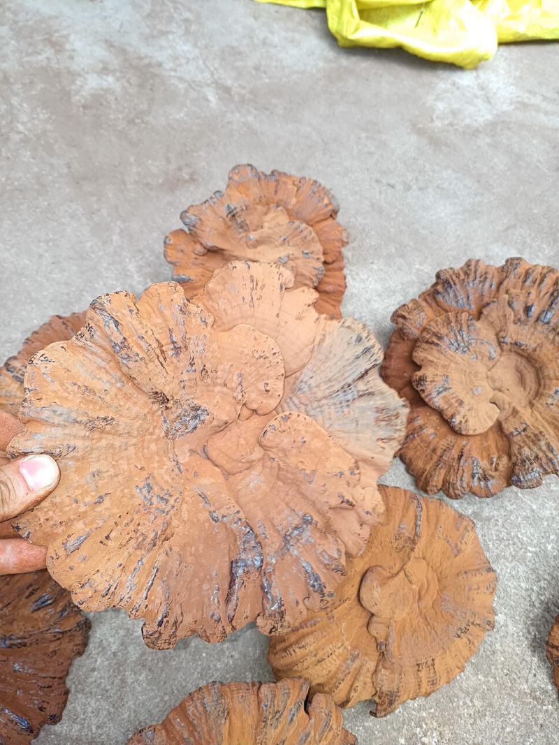 江西大灵芝紫灵芝大个黑灵芝大量批发