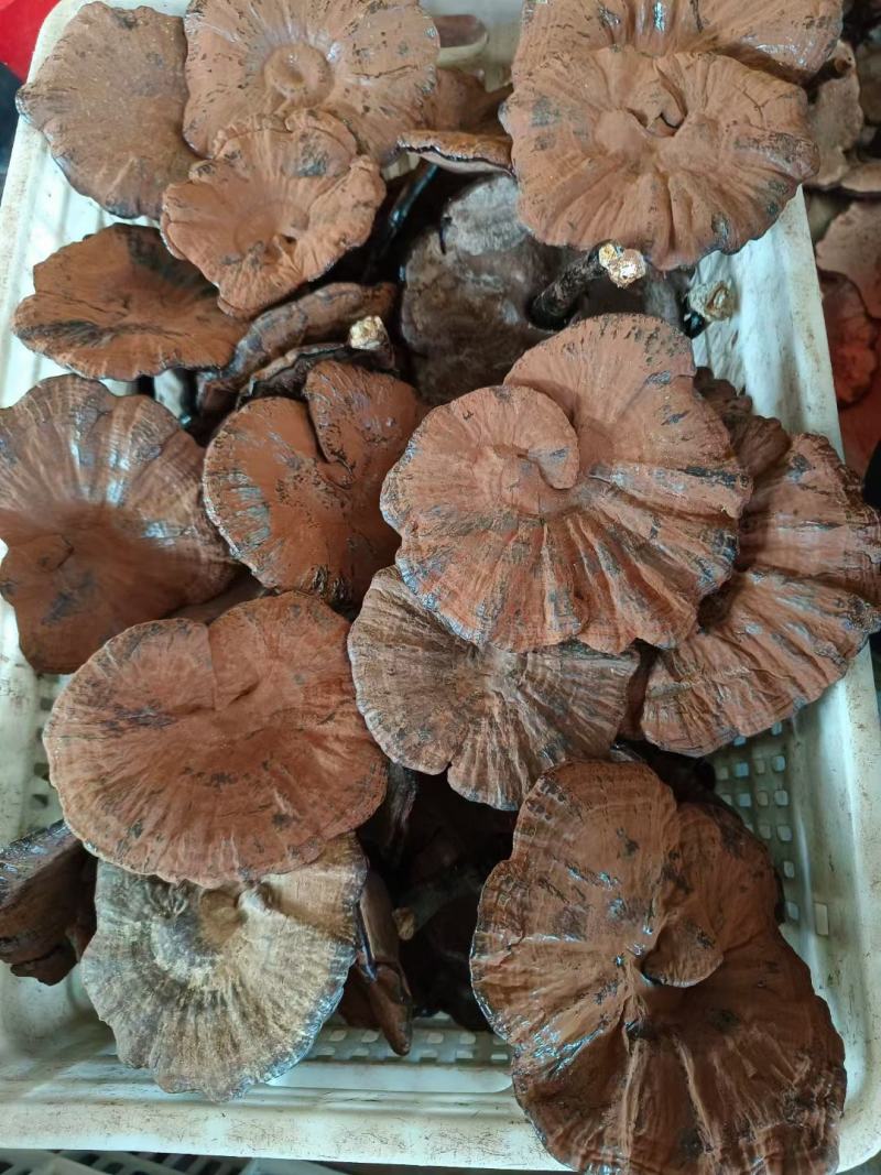 江西大灵芝紫灵芝大个黑灵芝大量批发