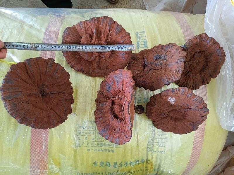 江西大灵芝紫灵芝大个黑灵芝大量批发