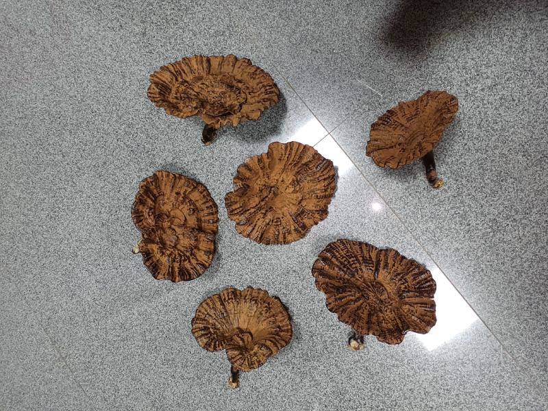 江西大灵芝紫灵芝大个黑灵芝大量批发