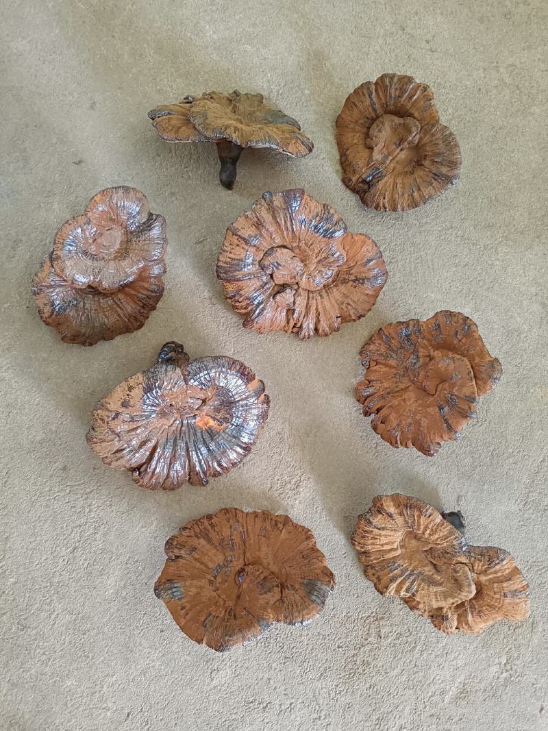 江西大灵芝紫灵芝大个黑灵芝大量批发