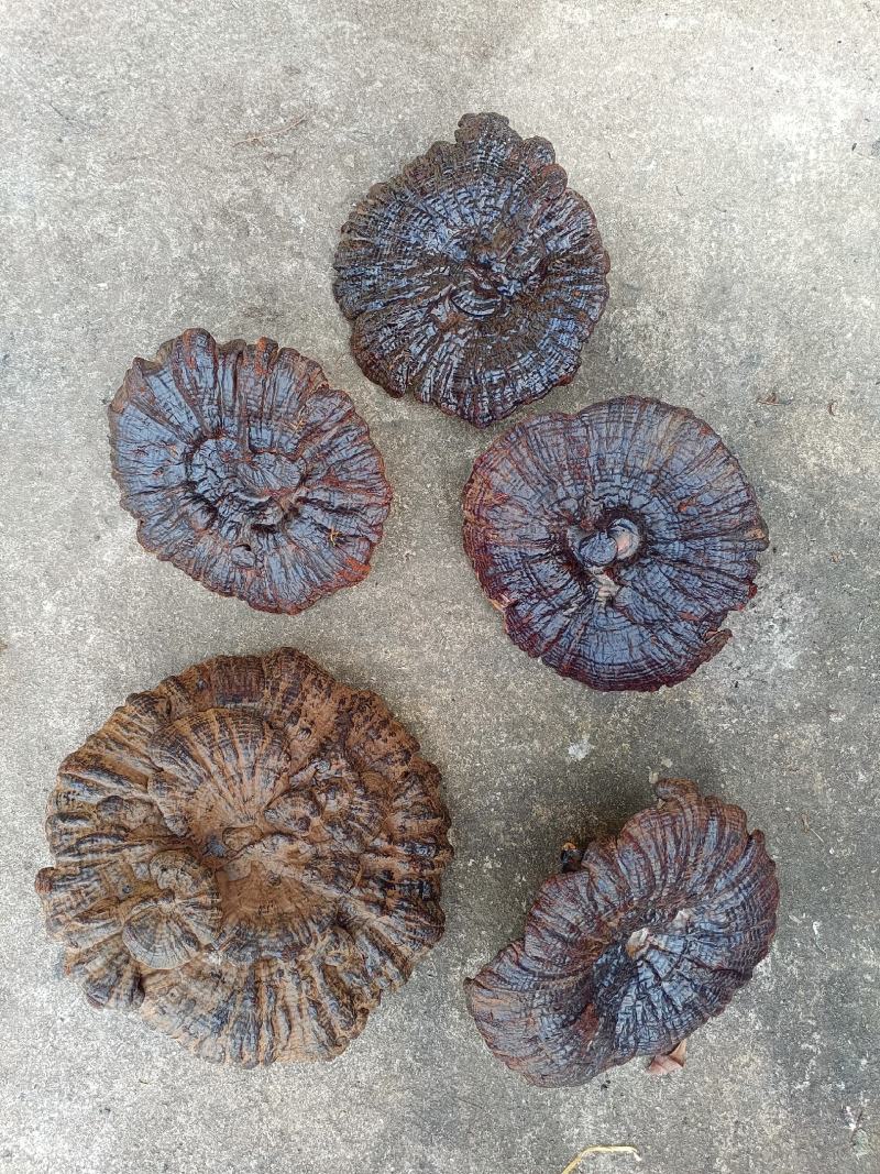 江西大灵芝紫灵芝大个黑灵芝大量批发