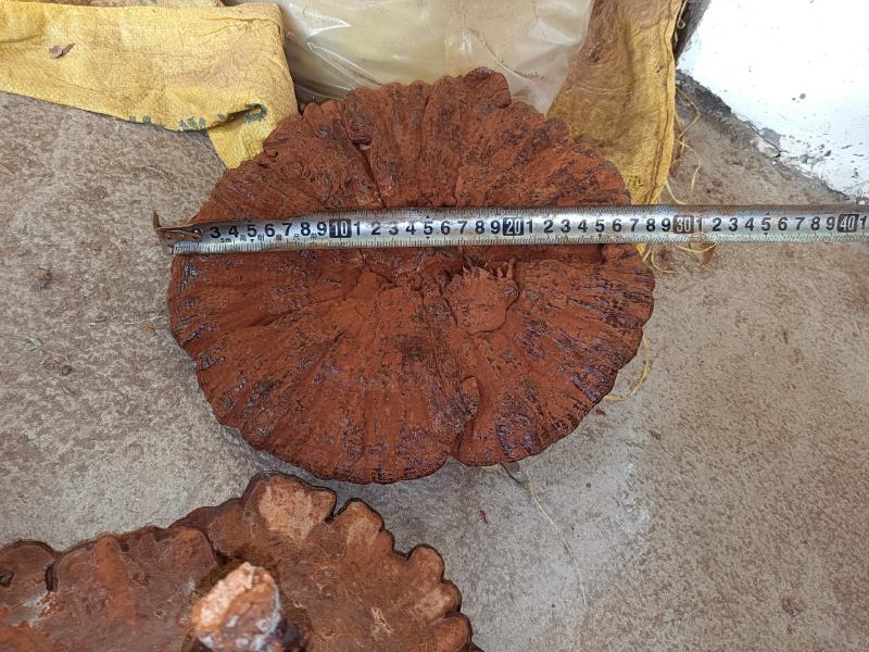 江西大灵芝紫灵芝大个黑灵芝大量批发