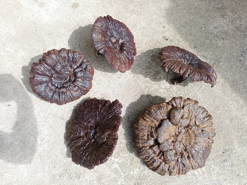 江西大灵芝紫灵芝大个黑灵芝大量批发
