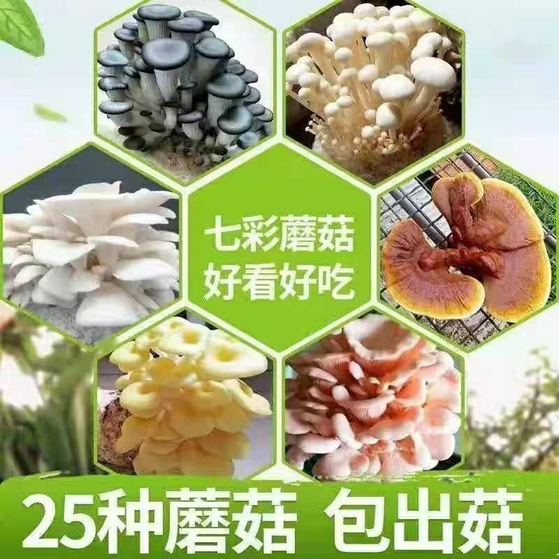 榆黄蘑菌种、榆黄菌包、白灵菇、白菌菇、菌包批发。