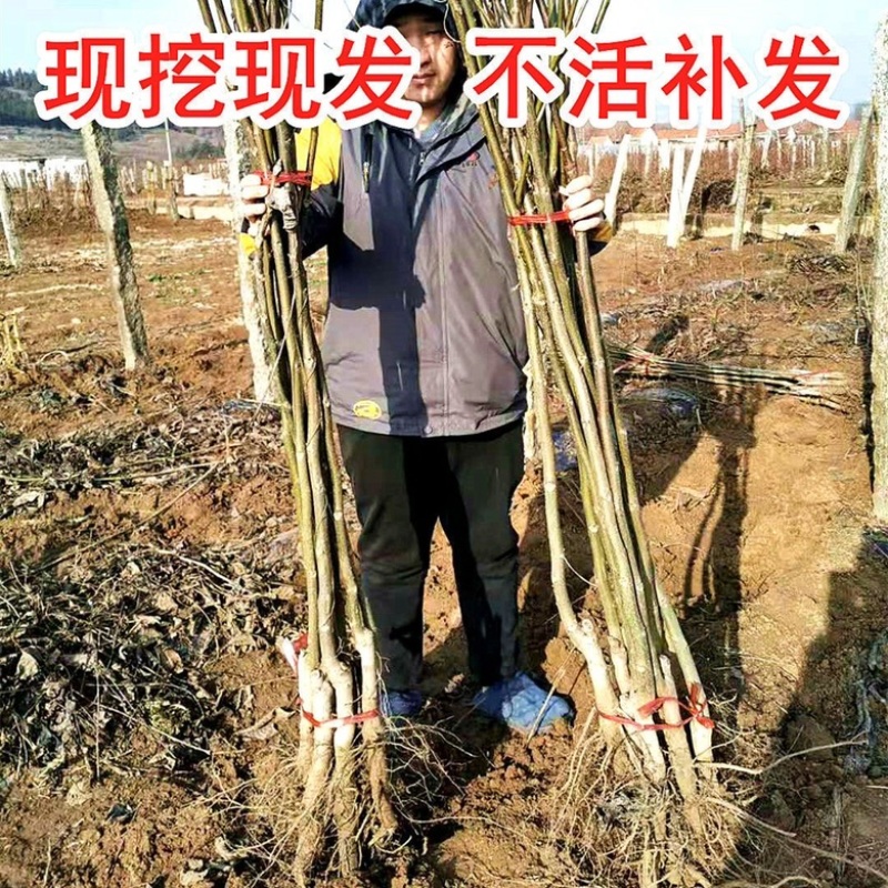 新品种纸皮核桃苗南北方均可种植皮薄个大