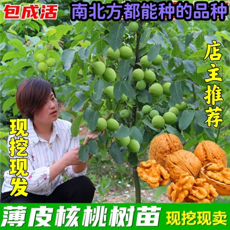 新品种纸皮核桃苗南北方均可种植皮薄个大
