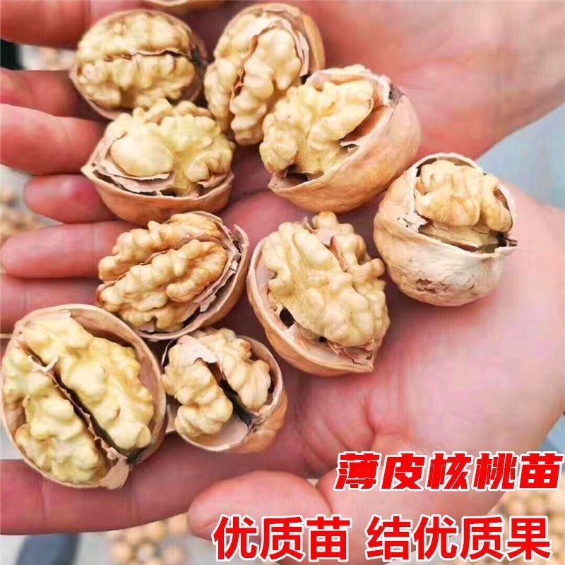 新品种纸皮核桃苗南北方均可种植皮薄个大