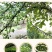四川青花椒酱藤椒酱麻椒特产花椒油商用特红油辣椒辣子调料