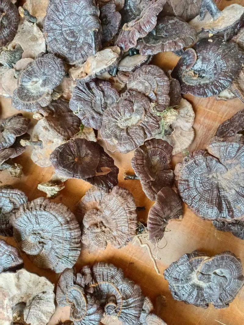 林下短脚紫灵芝高山仿野生灵芝黑灵芝批发