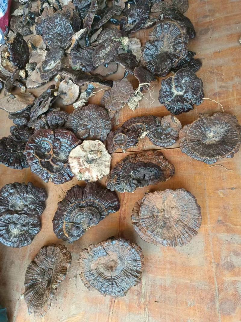 林下短脚紫灵芝高山仿野生灵芝黑灵芝批发