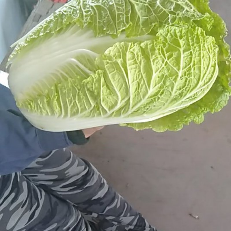 精品大白菜上市