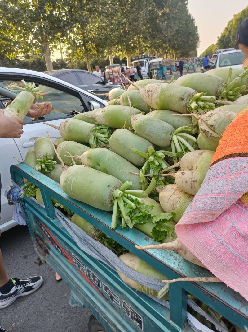 【热卖】青萝卜品类多大量上市产地直发，价优欢迎下单