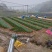 正宗福鼎大毫茶苗华茶1号