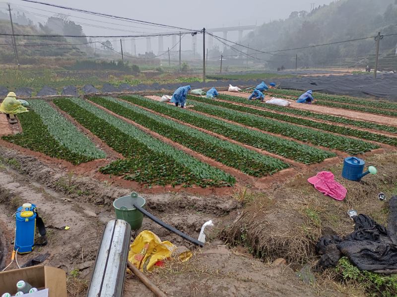 正宗福鼎大毫茶苗华茶1号
