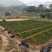正宗福鼎大毫茶苗华茶1号