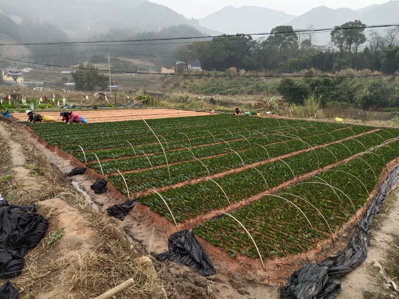 正宗福鼎大毫茶苗华茶1号