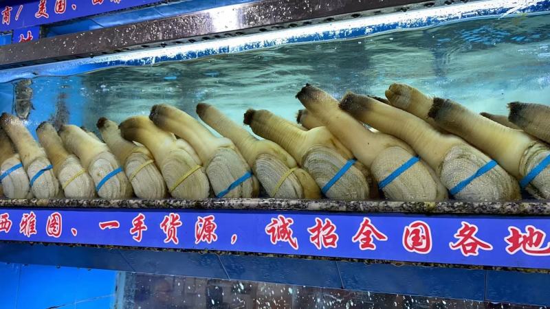 活养殖蚌，养蚌，活象拔蚌，鲜活象拔蚌，