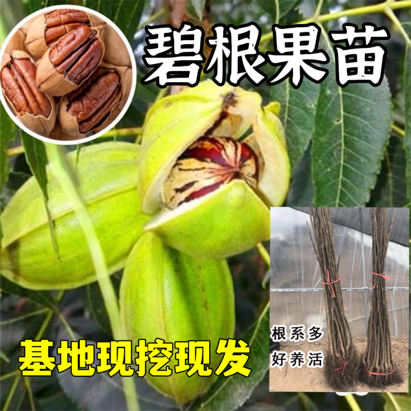 美国山核桃碧根果苗适合南北方种植产量高包成活
