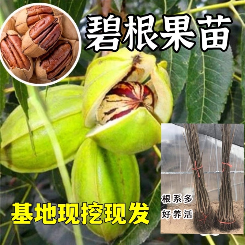美国山核桃碧根果苗适合南北方种植产量高包成活