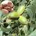 美国山核桃碧根果苗适合南北方种植产量高包成活