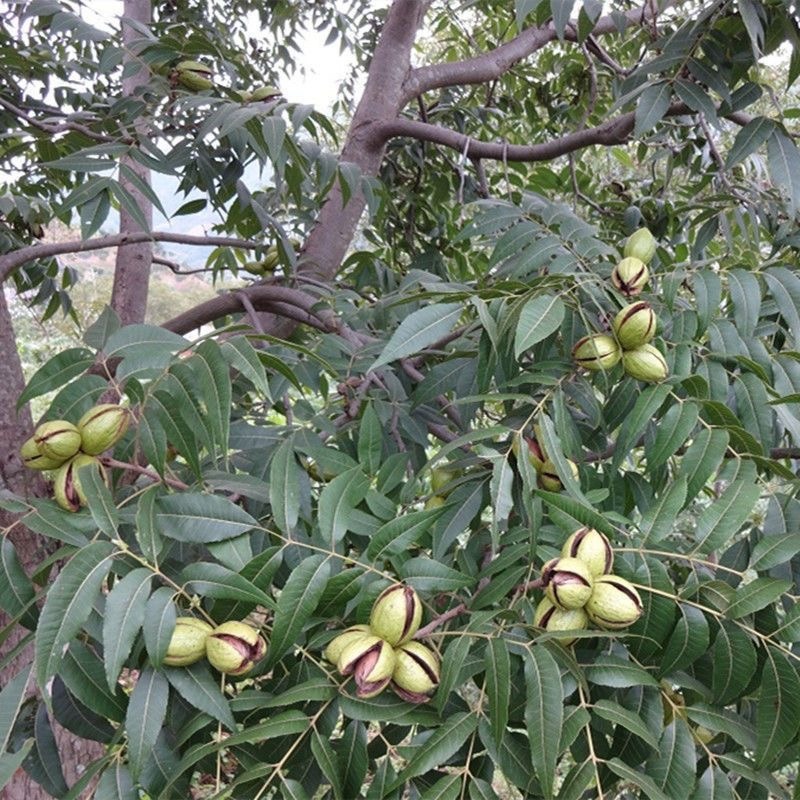 美国山核桃碧根果苗适合南北方种植产量高包成活