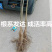 美国山核桃碧根果苗适合南北方种植产量高包成活