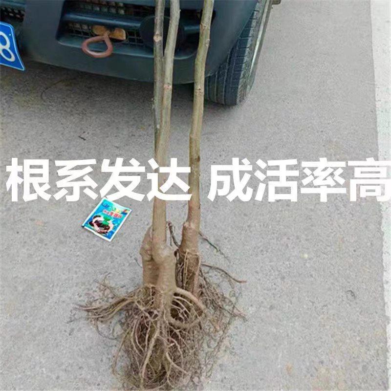 美国山核桃碧根果苗适合南北方种植产量高包成活