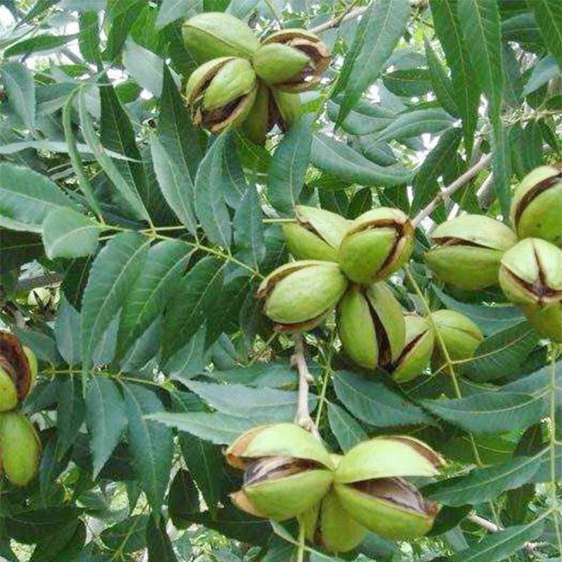 美国山核桃碧根果苗适合南北方种植产量高包成活