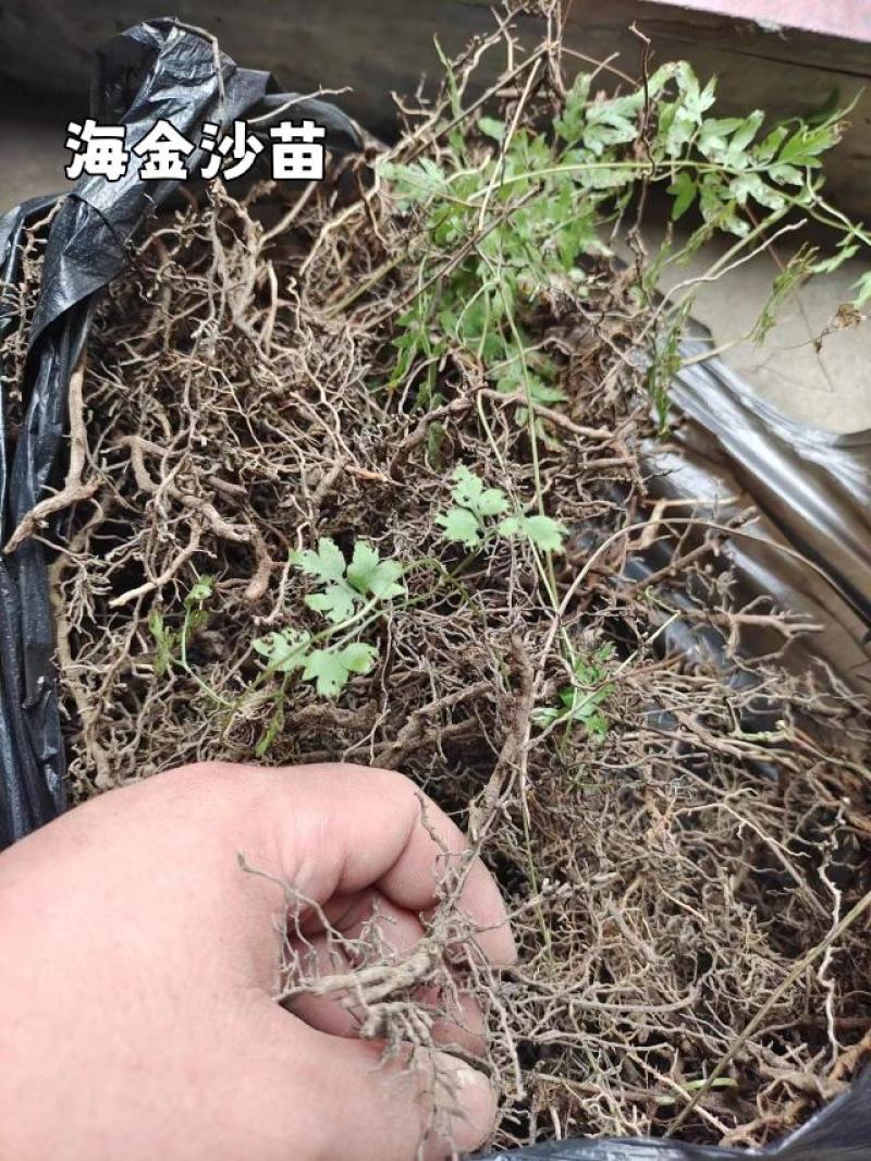 海金沙种苗，家种驯化苗母本江西品种，两年种苗，