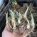晚香玉种球夜来香花苗浓香型多年生植物室内外庭院四季易活