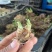 晚香玉种球夜来香花苗浓香型多年生植物室内外庭院四季易活