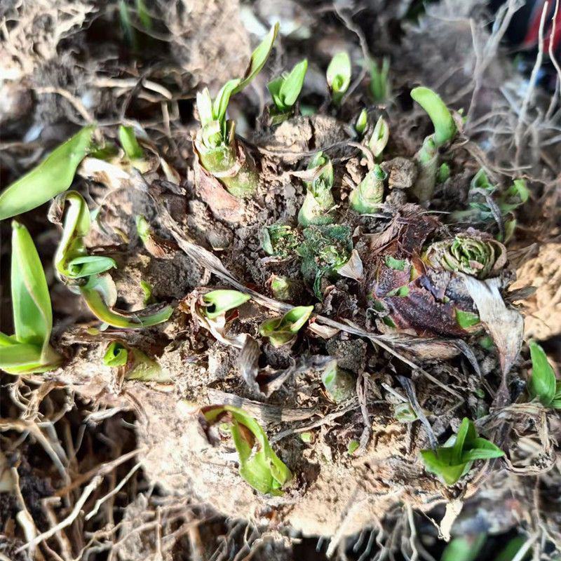 晚香玉种球夜来香花苗浓香型多年生植物室内外庭院四季易活
