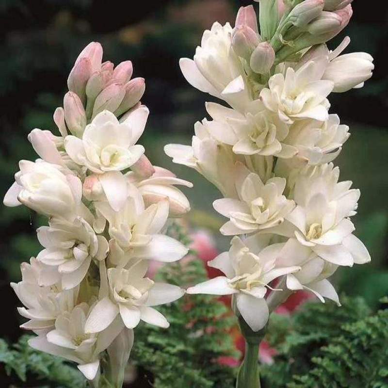 晚香玉种球夜来香花苗浓香型多年生植物室内外庭院四季易活