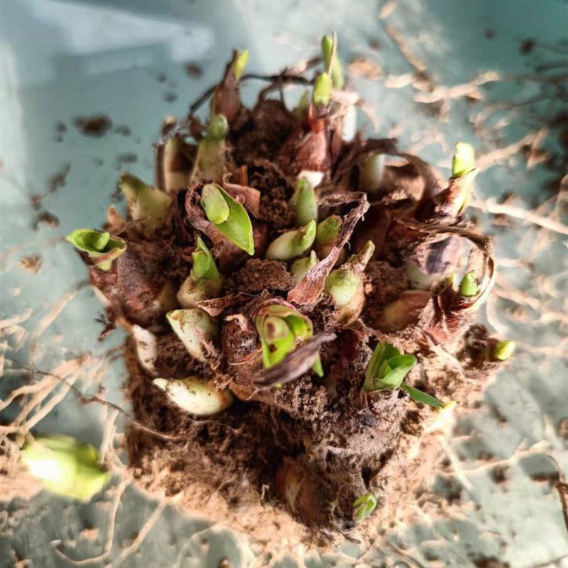 晚香玉种球夜来香花苗浓香型多年生植物室内外庭院四季易活