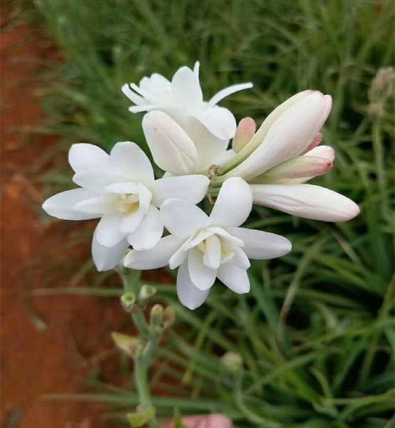 晚香玉种球夜来香花苗浓香型多年生植物室内外庭院四季易活
