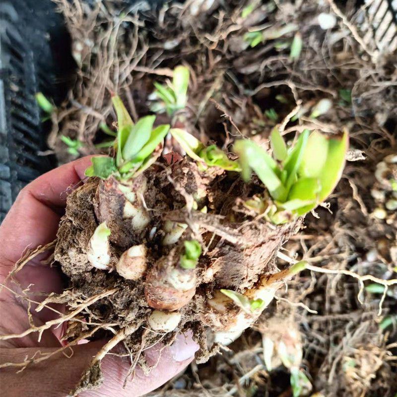 晚香玉种球夜来香花苗浓香型多年生植物室内外庭院四季易活