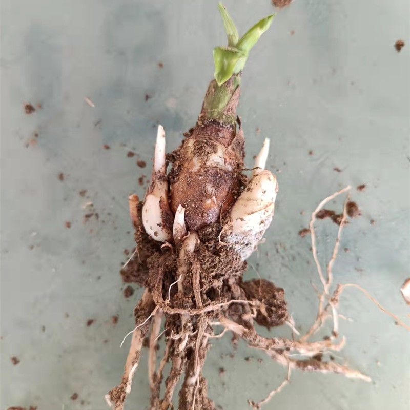 晚香玉种球夜来香花苗浓香型多年生植物室内外庭院四季易活