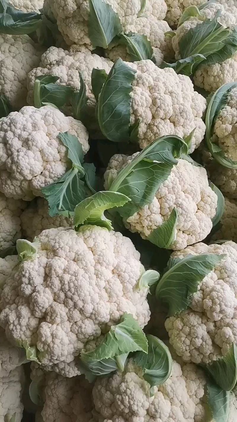 聊城有机花菜，大量上市，产地直发一手货源！欢迎实地考察
