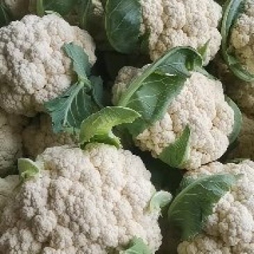 聊城有机花菜,大量上市,产地直发一手货源!欢迎实地考察