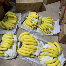 海南帝皇香蕉大香蕉大量到货价格