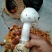 重阳菌