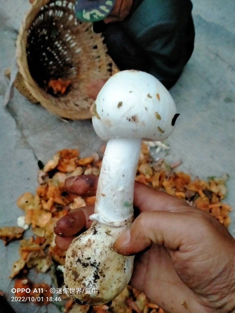 重阳菌