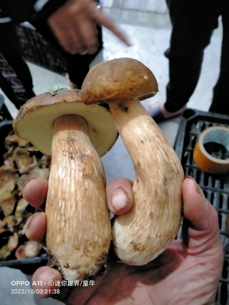 重阳菌