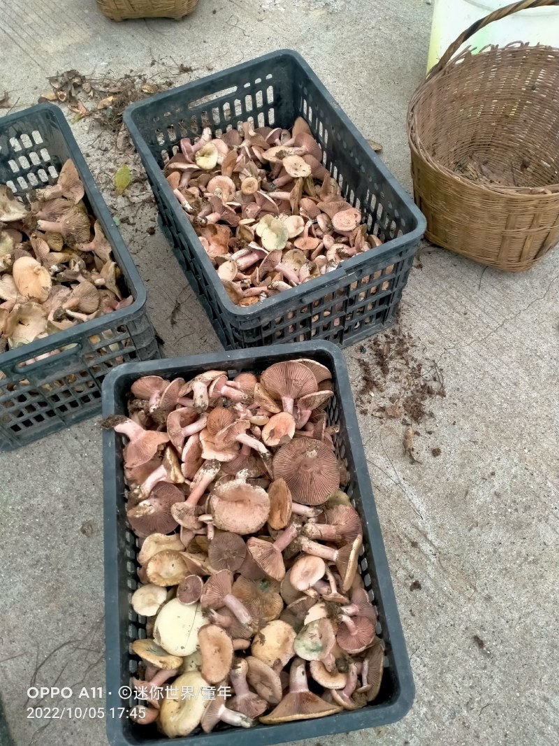 重阳菌