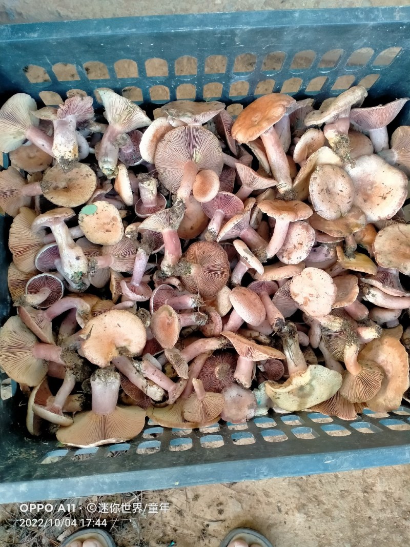 重阳菌